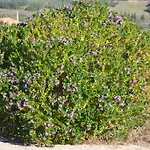 Agriturismo Gli Ulivi Castiadas