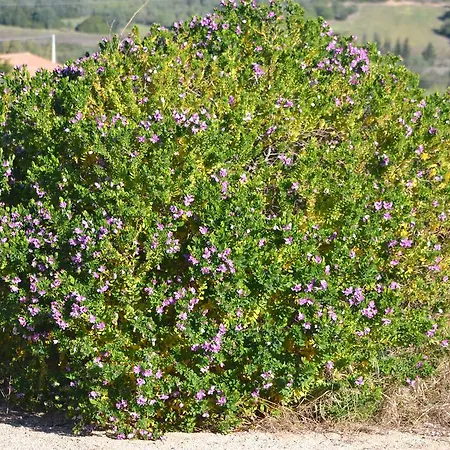 Agriturismo Gli Ulivi Castiadas