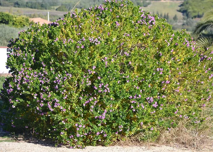 Agriturismo Gli Ulivi Кастиадас